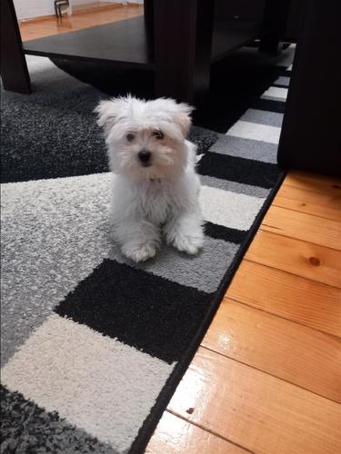 Maltezer