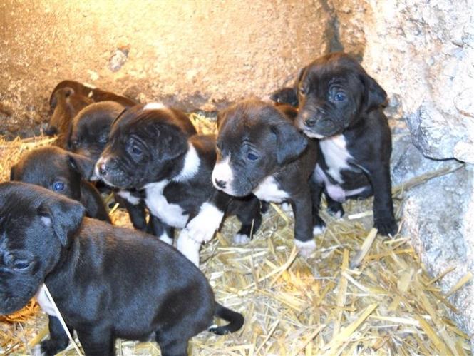Pit Bul kucenca 
