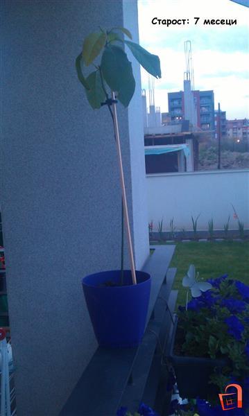 Avokado Sadnici Skopje