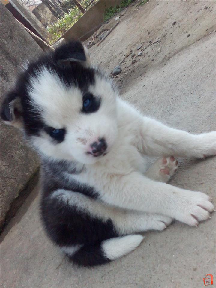 Alaskan klee top kai olx