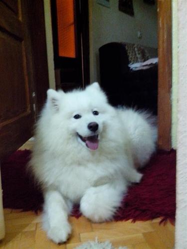 SIBERIAN SAMOJED
