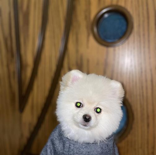 pomeranian