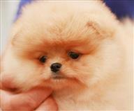 Boo outlet dog price