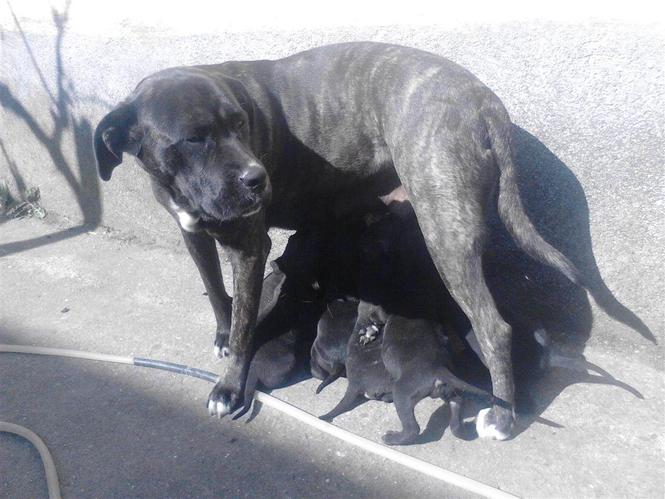 CANE CORSO