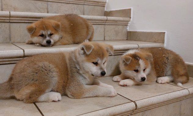 AKITA INU kučenca