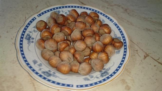 Lesnici